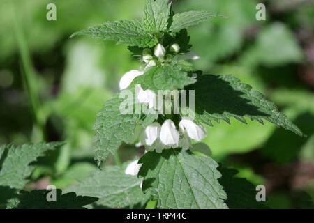 L'épanouissement de l'ortie morte journée ensoleillée un close up. Lamium album. Lamiaceae Famille. Banque D'Images