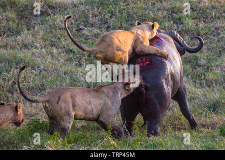 Lionnes, partie d'une fierté, d'enlever un buffle dans le cratère du Ngorongoro, en Tanzanie. Cooperativelly la chasse. Les lions sont souvent tués par buffle tout en essayant d'enlever et de tuer ce dangereux animal. Banque D'Images