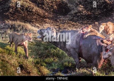 Lionnes, partie d'une fierté, d'enlever un buffle dans le cratère du Ngorongoro, en Tanzanie. Cooperativelly la chasse. Les lions sont souvent tués par buffle tout en essayant d'enlever et de tuer ce dangereux animal. Banque D'Images