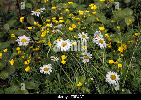 Oxeye marguerites et renoncules de plus en plus de piste cyclable qui s'exécute dans et autour d'Édimbourg, Écosse, Royaume-Uni. Banque D'Images