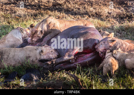 Lionnes, partie d'une fierté, d'enlever un buffle dans le cratère du Ngorongoro, en Tanzanie. Cooperativelly la chasse. Les lions sont souvent tués par buffle tout en essayant d'enlever et de tuer ce dangereux animal. Banque D'Images