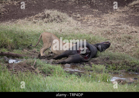 Lionnes, partie d'une fierté, d'enlever un buffle dans le cratère du Ngorongoro, en Tanzanie. Cooperativelly la chasse. Les lions sont souvent tués par buffle tout en essayant d'enlever et de tuer ce dangereux animal. Banque D'Images