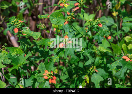 Poinsettia nain alias fire-sur-la-montagne (Euphorbia cyathophora Topeekeegee Yugnee) - (TY) Park, Hollywood, Floride, USA Banque D'Images