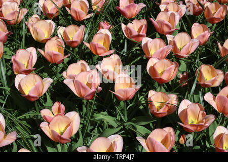 Close up d'un lit d'affichage de la 'Chic mix' variété de tulipe en fleur au printemps 2019 Les jardins de Keukenhof à Lisse dans près de South Holland, Pays-Bas. Banque D'Images