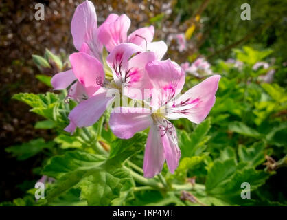 Jardin de fleurs, SAN FRANCISCO, CA - le 27 août 2016 : une image de fleurs dans un jardin botanique situé à San Francisco's Golden Gate Park. Banque D'Images