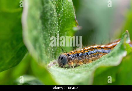 Lackey Caterpillar Papillon Banque D'Images