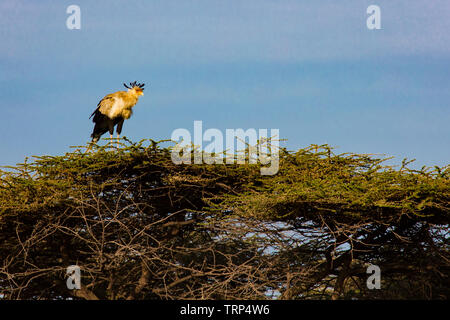 Oiseau de secrétaire, acacia a probablement un y nichent. Parc national de Serengeti, Tanzanie. Banque D'Images