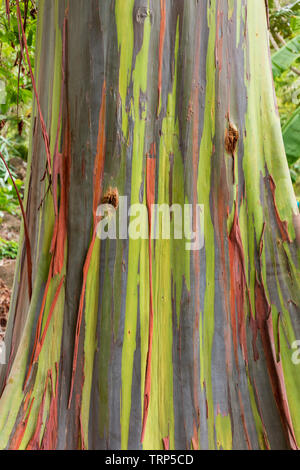 L'écorce des arbres Eucalyptus Arc-en-ciel colorés Banque D'Images