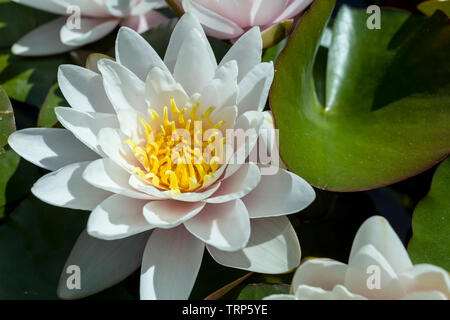 Jardin de fleurs, SAN FRANCISCO, CA - 17 juin 2017 : une image de lilly fleurs dans un jardin botanique situé à San Francisco's Golden Gate Park. Banque D'Images