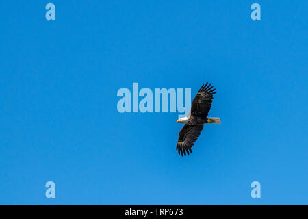 Un pygargue à tête blanche (Haliaeetus leucocephalus) s'élève contre un ciel bleu clair. Banque D'Images