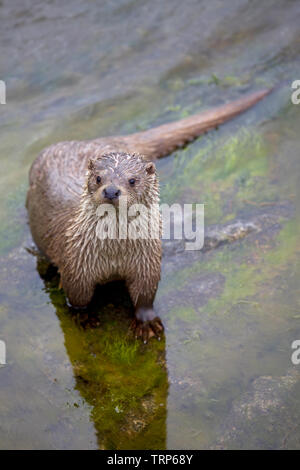 Otter à la caméra vers l'article dans l'eau de mer Banque D'Images