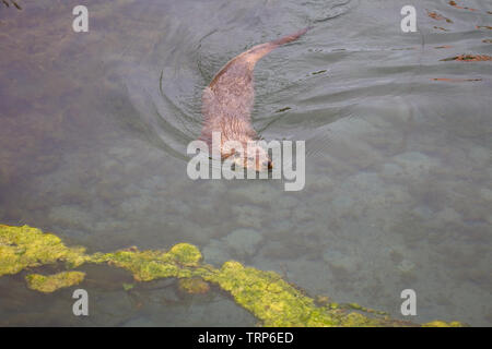 Otter nager dans la mer, Alesund, Norvège Banque D'Images