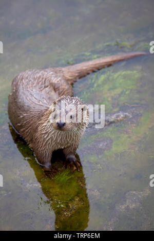 Comité permanent de la loutre dans l'eau, Alesund, Norvège Banque D'Images