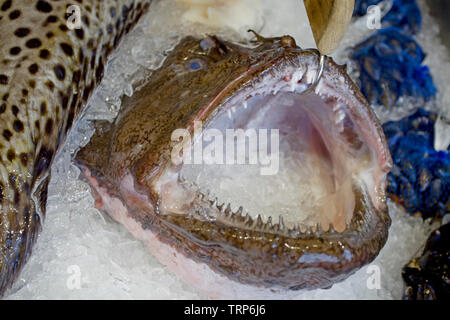 Tête de lotte dans une boîte de glace. Marché aux poissons de Bergen, Norvège Banque D'Images