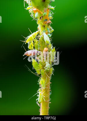 Puceron vert voler ou colonie sur Rameau vert sur fond vert Macro Banque D'Images