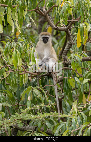 Singe, le cratère du Ngorongoro, en Tanzanie Banque D'Images