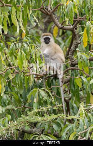 Singe, le cratère du Ngorongoro, en Tanzanie Banque D'Images