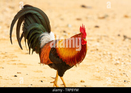 Un coq poule rouge de la jungle, Gallus gallus, sur une plage sur l'île hawaïenne de Kauai. Banque D'Images