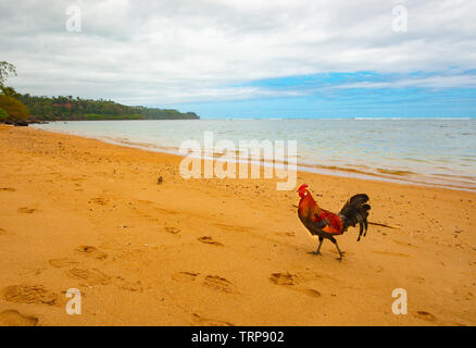 Un coq poule rouge de la jungle, Gallus gallus, se pavanant sur Anini Beach sur l'île hawaïenne de Kauai Banque D'Images