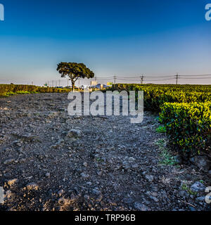 Lonely tree, sur fond de ciel bleu, à la ferme de thé vert dans l'île de Jeju, Corée du Sud. Banque D'Images
