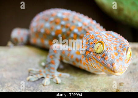 Gecko est tombée du mur dans le réservoir d'eau et monté sur le bord du bassin Banque D'Images