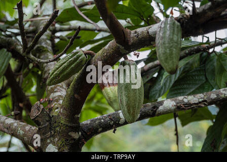 Cacaoyer cabosses de cacao avec fruit suspendu à des branches Banque D'Images