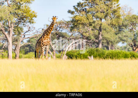 Un grand mâle Girafe Giraffa camelopardalis vu dans le parc national de Hwange au Zimbabwe. Banque D'Images