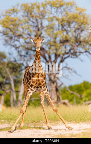 Un grand mâle Girafe Giraffa camelopardalis vu dans le parc national de Hwange au Zimbabwe. Banque D'Images