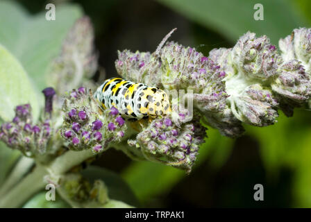 Mullein Moth Caterpillar Banque D'Images