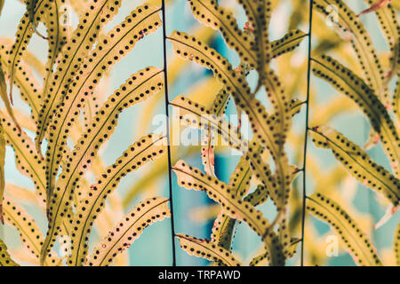 Belles feuilles artificielles pendants devant la fenêtre en verre pour décorer le café. Fond naturel. Banque D'Images