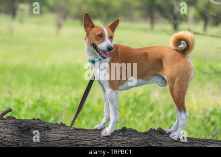 Chien Basenji mature à la recherche autour de l'article sur une branche d'arbre au printemps Banque D'Images