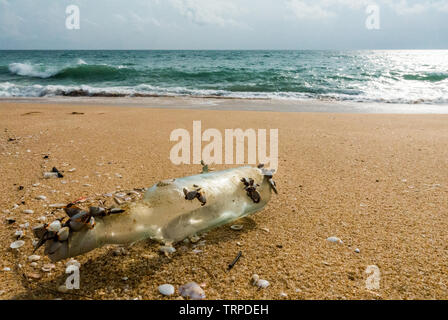Le flacon en verre couvert de quelques barnacle goose sur la plage. Banque D'Images