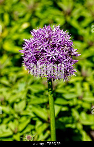 Violet d'une usine d'Allium. Banque D'Images