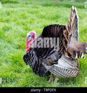 La Turquie ferme mâles adultes, affichant en plumage nuptial, près de Mevagissey, Cornwall, England, UK. Banque D'Images