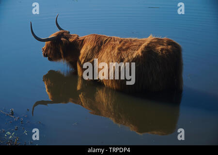 Une Scottish Highland cow standing dans une piscine de refroidissement de l'eau potable et à l'été chaud soleil Banque D'Images