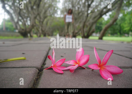 Pink plumeria fleurs sur le sol en béton Banque D'Images