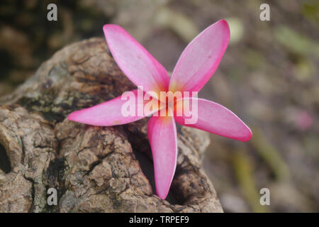 Plumeria fleurs roses mis sur l'arbre Banque D'Images