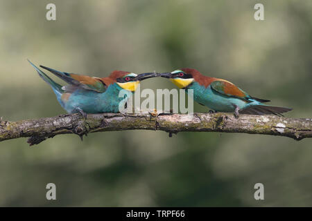 Lutte entre mangeurs d'abeilles d'Europe (Merops apiaster) Banque D'Images