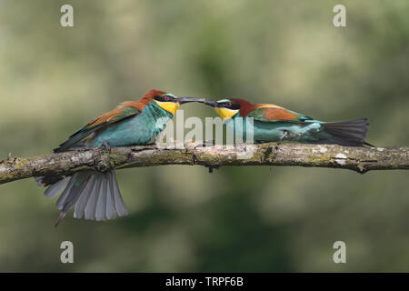 Lutte entre mangeurs d'abeilles d'Europe (Merops apiaster) Banque D'Images