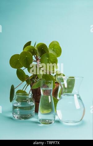 3 vases en verre transparent avec l'eau claire en face d'une plante en pot pilea peperomioide sur fond bleu turquoise. Jeu de lumière et de transpare Banque D'Images