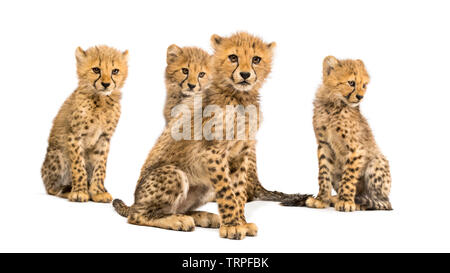 Groupe d'une famille de trois mois cheetah cubs assis ensemble Banque D'Images