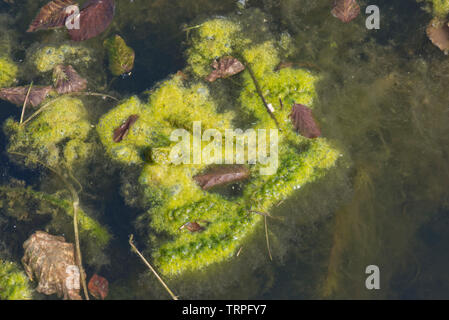 Les algues filamenteuses ou une couverture contre les mauvaises herbes de contaminer un étang de jardin, la végétation dense autour de plantes aquatiques en début du printemps Banque D'Images