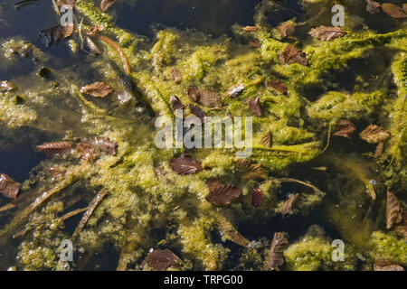 Les algues filamenteuses ou une couverture contre les mauvaises herbes de contaminer un étang de jardin, la végétation dense autour de plantes aquatiques en début du printemps Banque D'Images