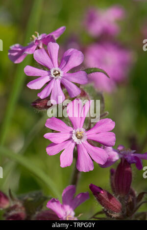 Red campion, Silene dioica, homme planter des fleurs sauvages de haie plante dioïque au printemps, Berkshire, England, UK Banque D'Images