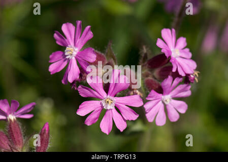 Red campion, Silene dioica, homme planter des fleurs sauvages de haie plante dioïque au printemps, Berkshire, England, UK Banque D'Images