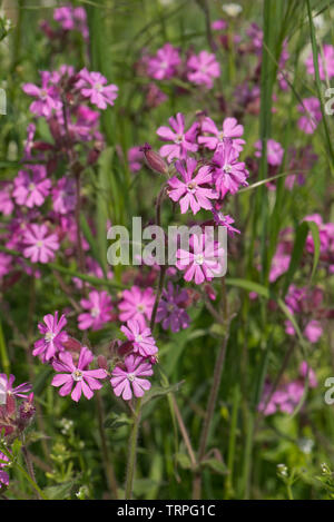 Red campion, Silene dioica, homme planter des fleurs sauvages de haie plante dioïque au printemps, Berkshire, England, UK Banque D'Images