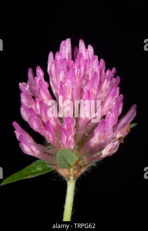 Le trèfle rouge Trifolium pratense, dense, de l'inflorescence, de fixation d'azote des légumineuses tolérant la sécheresse, de pâturages agricoles Banque D'Images