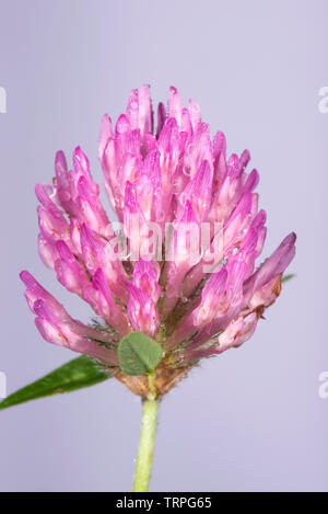Le trèfle rouge Trifolium pratense, dense, de l'inflorescence, de fixation d'azote des légumineuses tolérant la sécheresse, de pâturages agricoles Banque D'Images