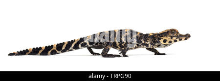 Crocodile nain Osteolaemus tetraspis, également connu sous le nom de Crocodile nain d'Afrique, large-snouted crocodile, crocodile ou osseuse contre fond blanc Banque D'Images