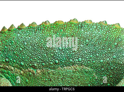 Gros plan sur la peau une Jackson's horned chameleon, Trioceros jacksonii,, in close up against white background Banque D'Images